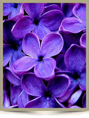 Purple flowers webframe