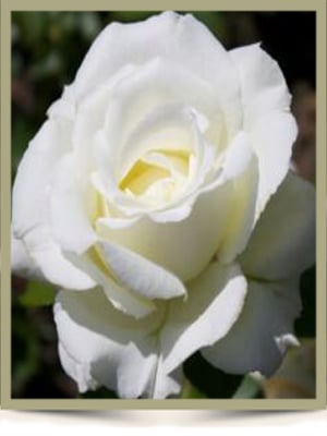 Rose Webframe
